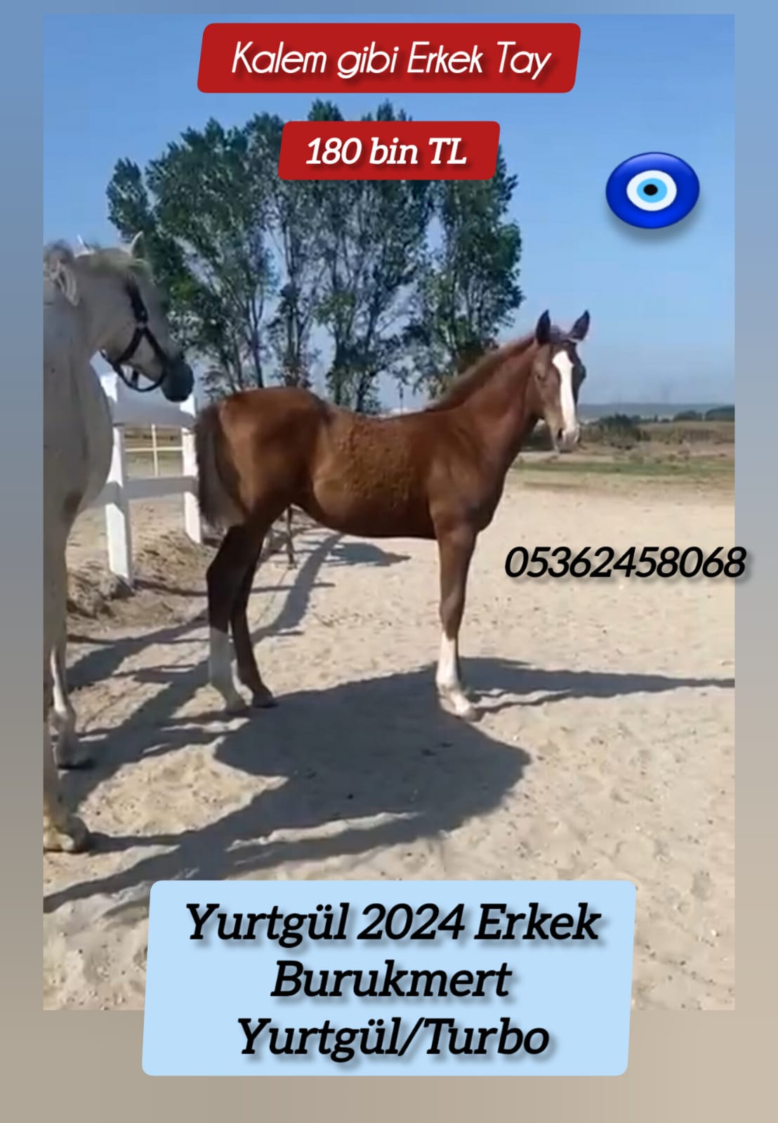Turbo kızı Boş kısrak Yurtgül 80 bin tl.ve Burukmert & Yurtgül erkek tayı 180 bin tl.
